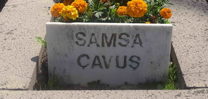 Samsa Çavuş Samsa Çavuş
